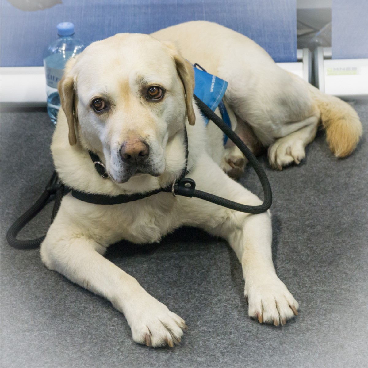 O Fotomagazin / INTEGRA 2018  /  PARTNERHUNDE